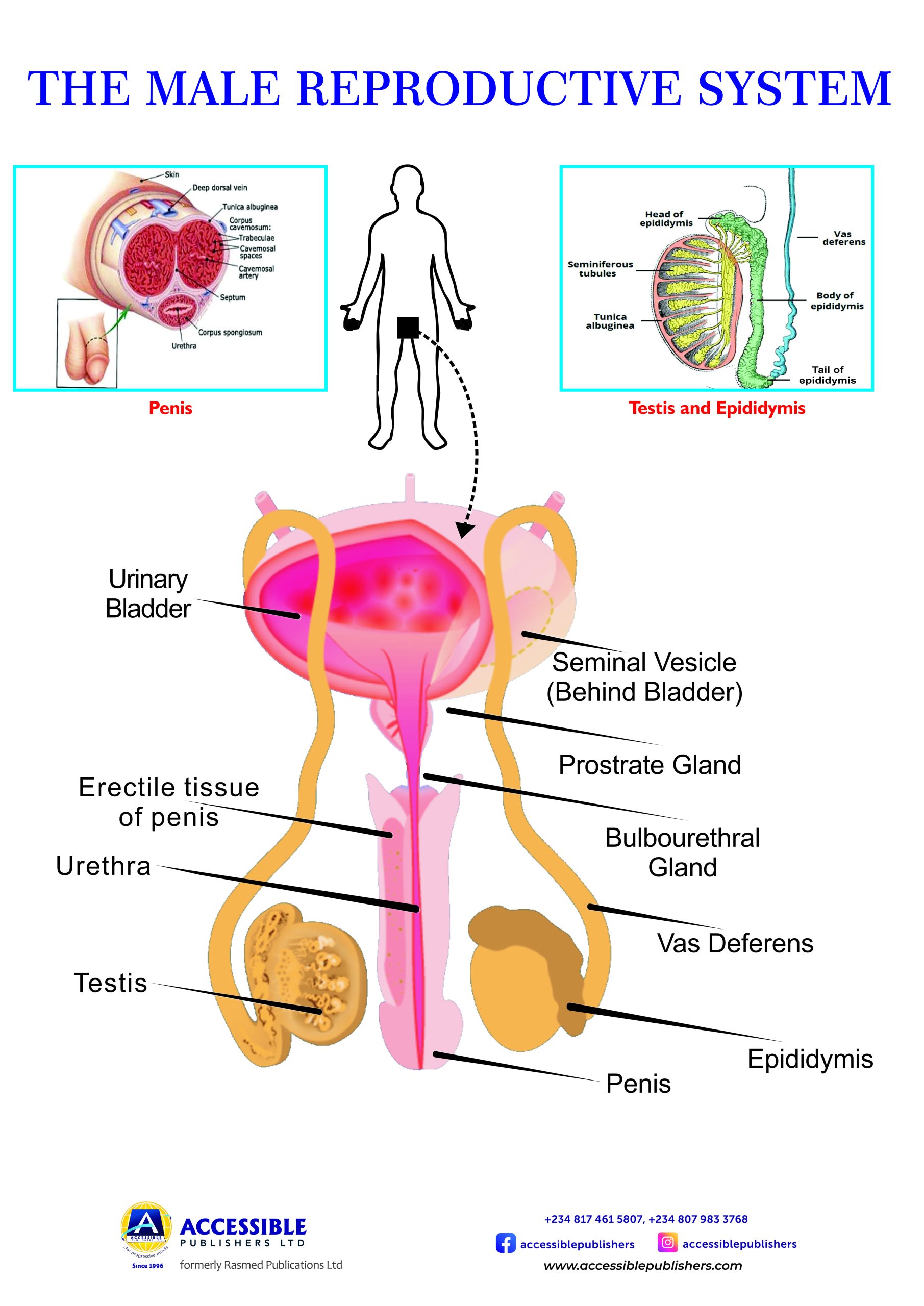 THE MALE REPRODUCTIVE SYSTEM NEW
