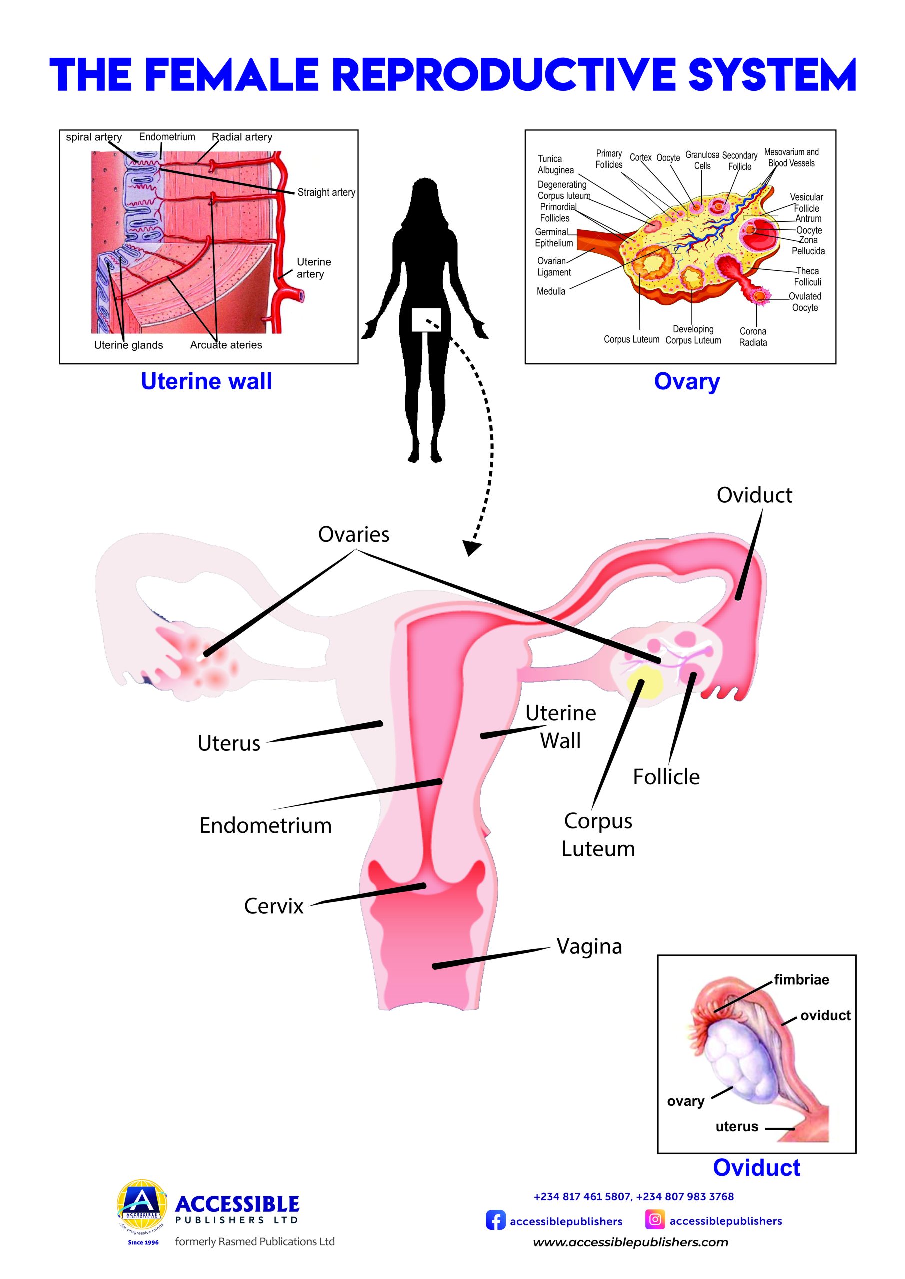 THE FEMALE REPRODUCTIVE SYSTEM NEW