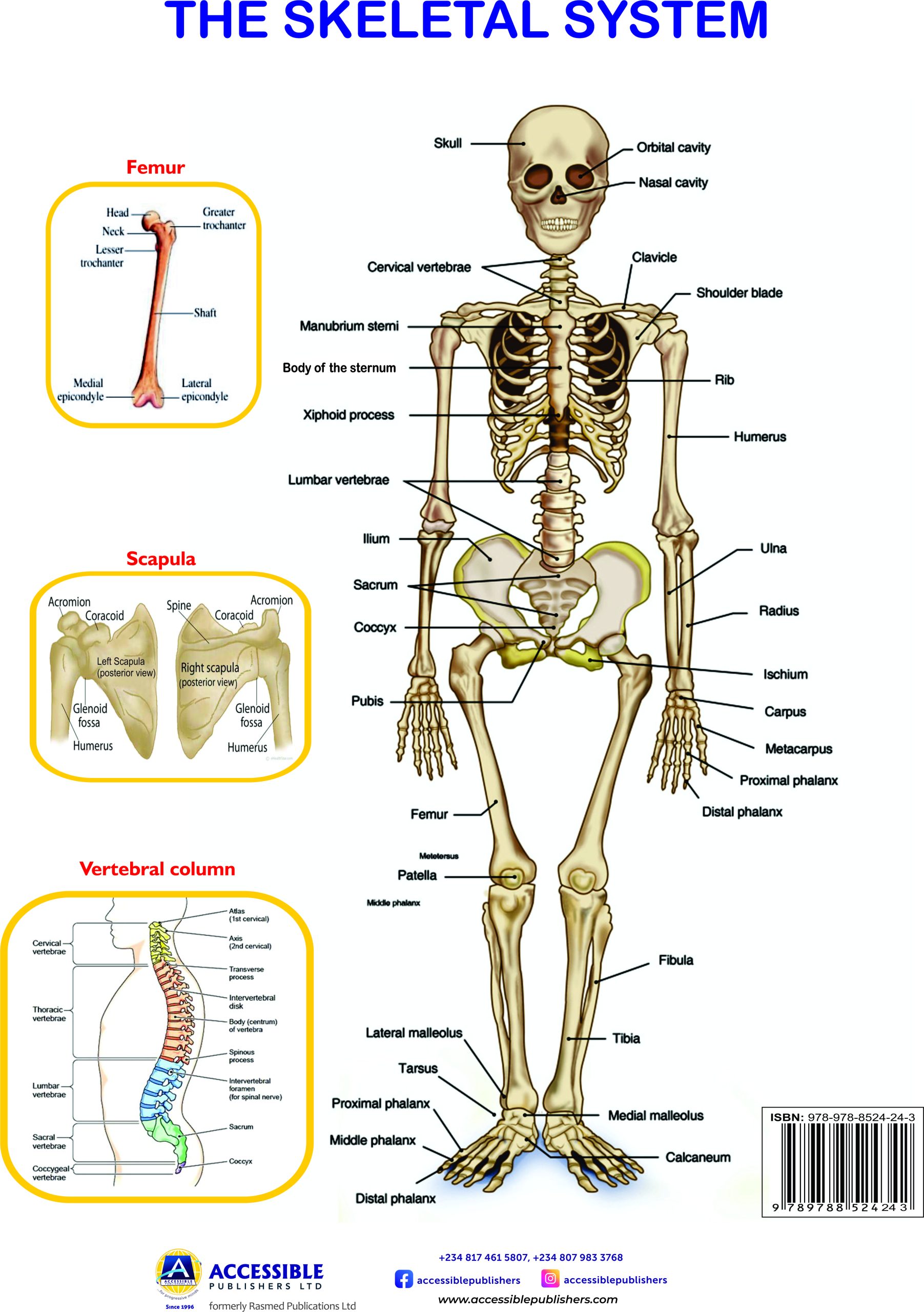 THE SKELETAL AND MUSCULAR SYSTEM (POSTER)