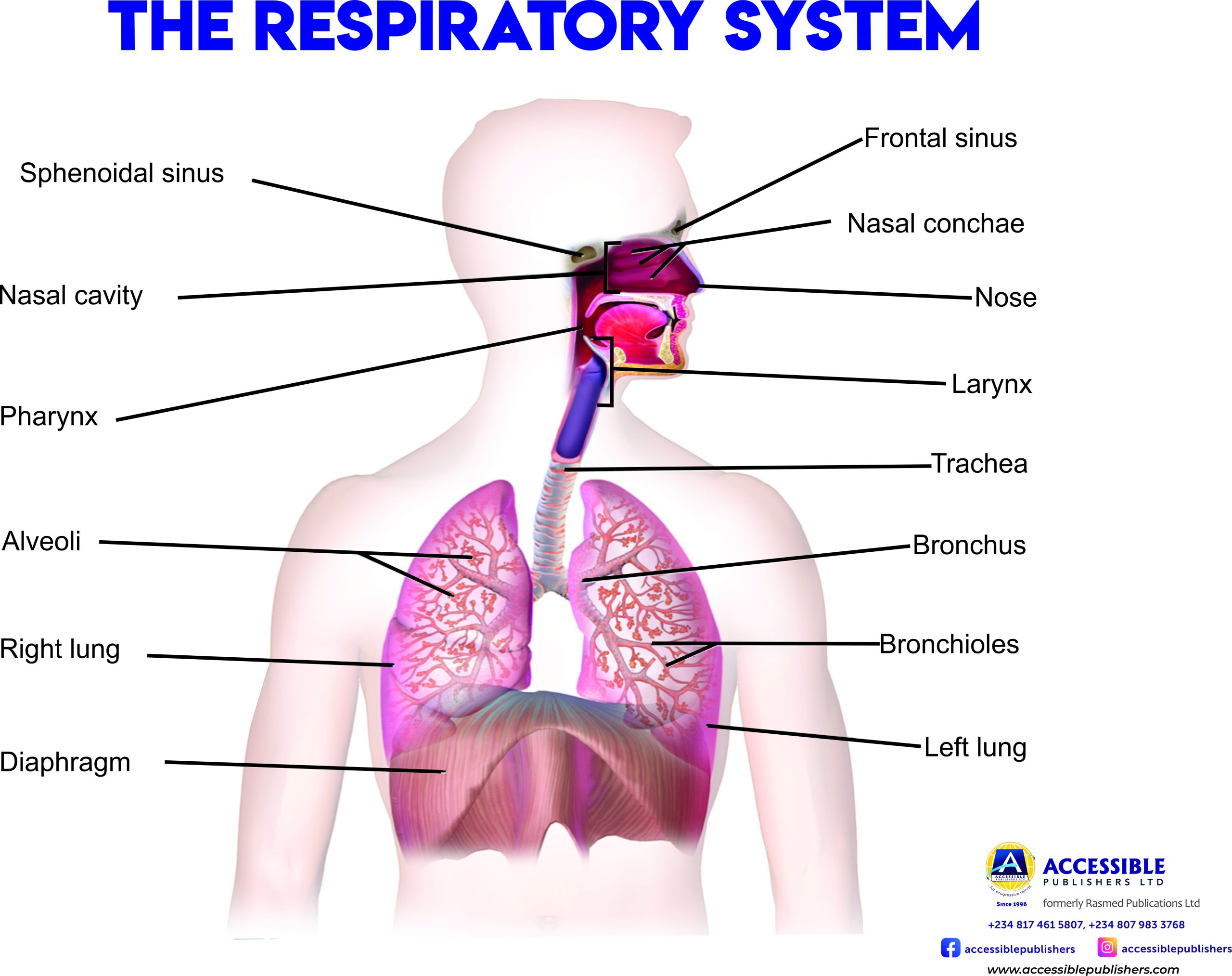 THE RESPIRATORY SYSTEM NEW