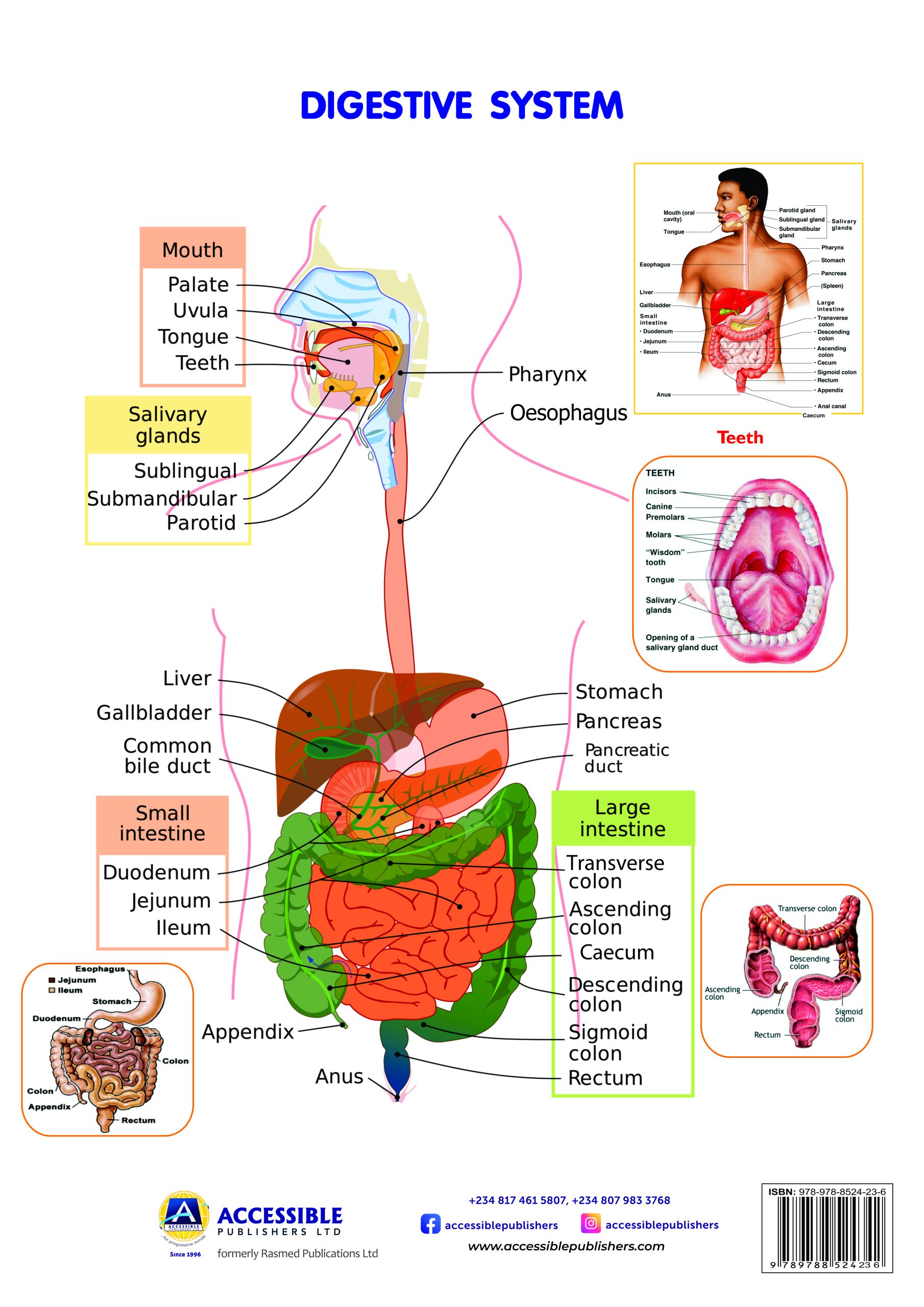 THE DIGESTIVE SYSTEM (POSTER)