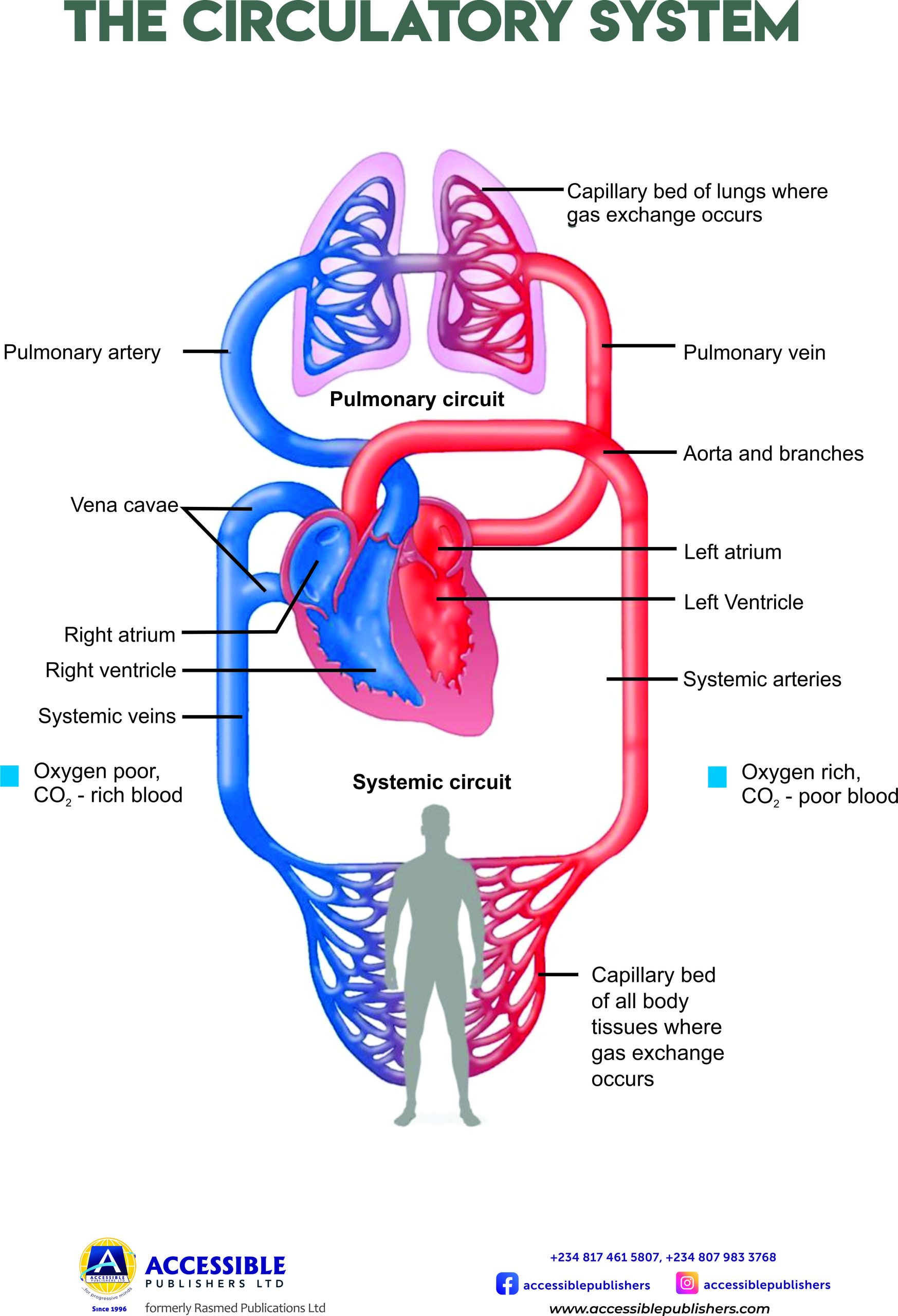 THE CIRCULATORY SYSTEM NEW