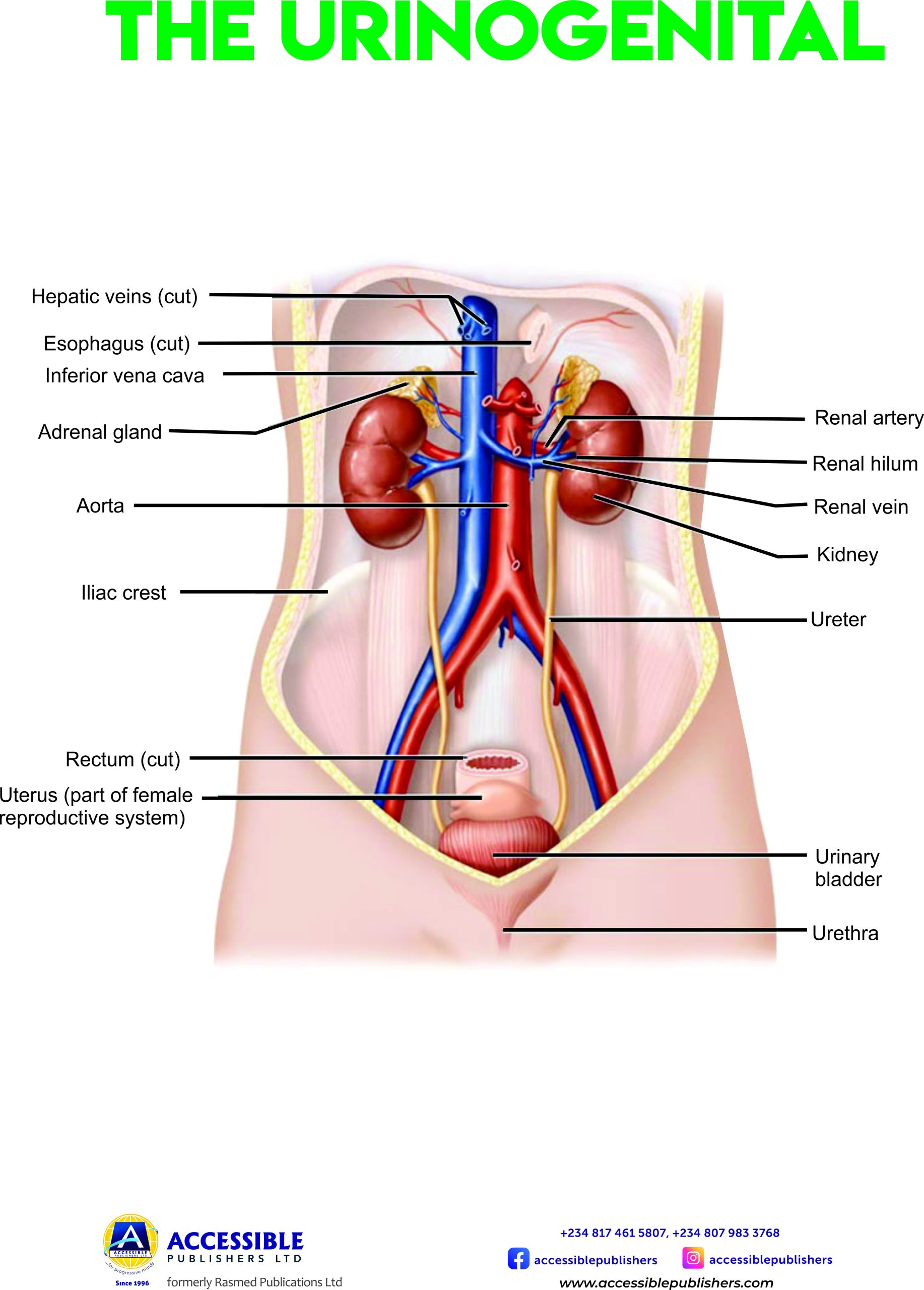 THE URINARY SYSTEM NEW